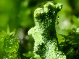 Cladonia fimbriata (Trompeten-Becherflechte) mit Mnium hornum (Schwanenhals-Sternmoos) und Dicranum scoparium (Besenförmiges Gabelzahnmoos)